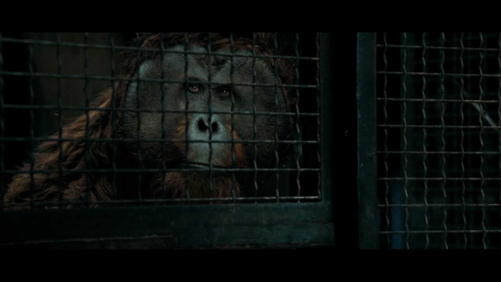 Caesar leads the escape from the prison in Rise of the Planet of the Apes